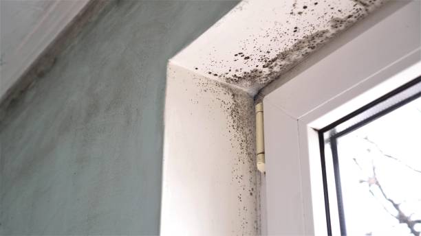 Best Same-Day Mold Removal  in Crownsville, MD