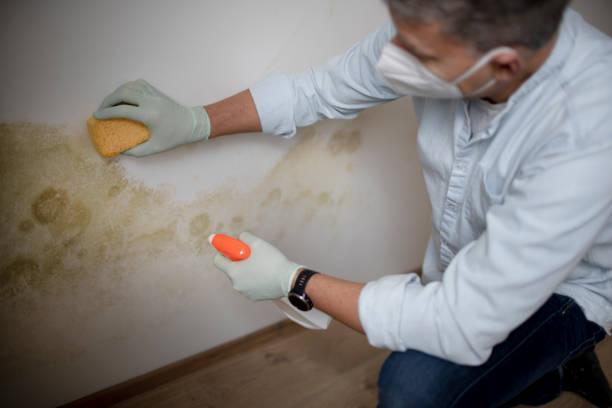 Best Affordable Mold Removal  in Crownsville, MD