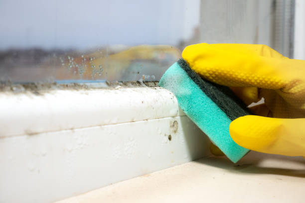 Best Best Mold Removal Companies  in Crownsville, MD