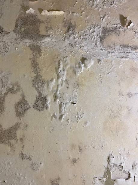 Mold Removal Process in Crownsville, MD