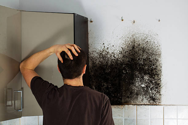 Best Mold Removal Company Near Me  in Crownsville, MD
