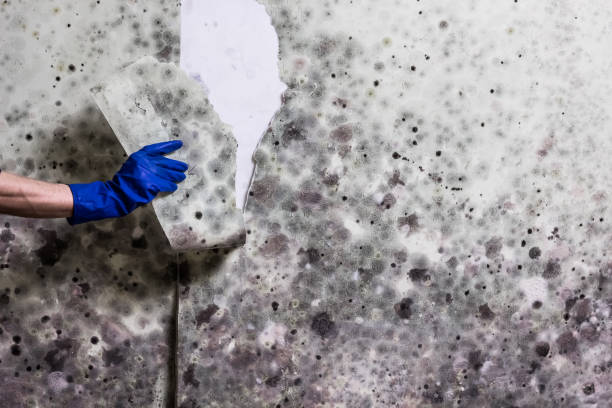 Home Mold Removal in Crownsville, MD