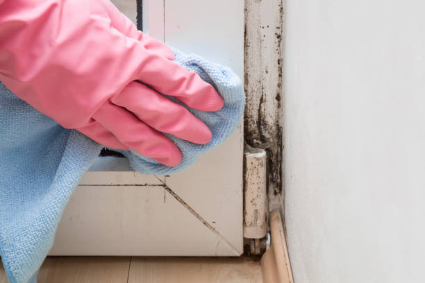 Best Mold Damage Repair  in Crownsville, MD
