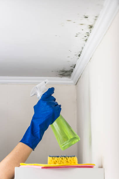 Reliable Crownsville, MD Mold Removal Solutions